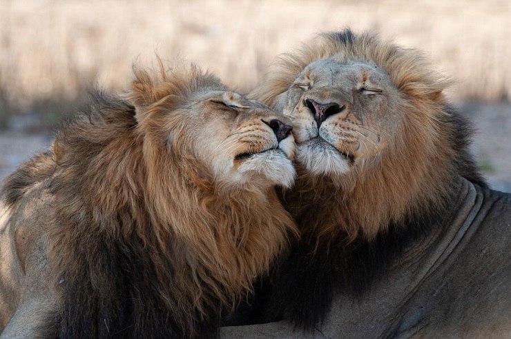 Image inspirante présentant une collection de grands félins majestueux dans leurs habitats naturels, évoquant la crainte et l'admiration pour ces magnifiques créatures.