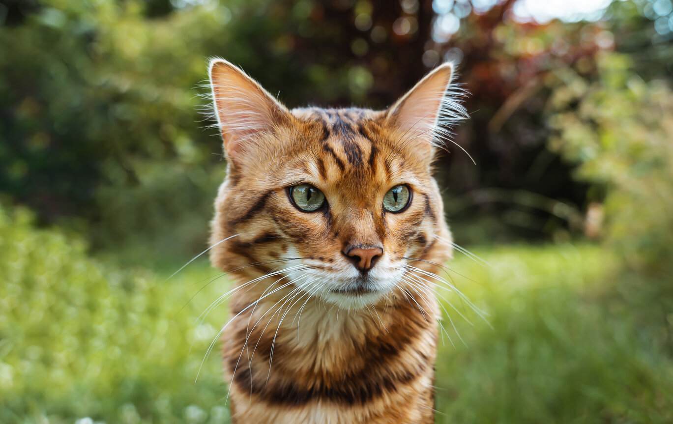 Un chat Bengal Cachemire, affichant son pelage unique et luxueux.