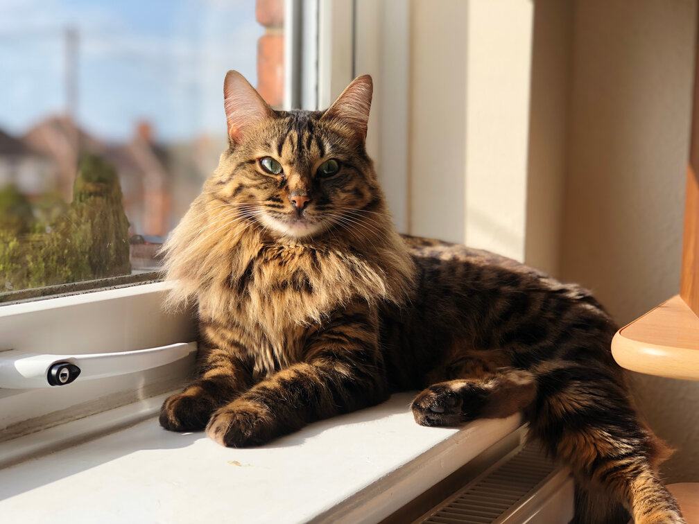 Une autre vue d'un chat Bengal Cachemire, mettant en valeur son pelage luxueux et distinctif.