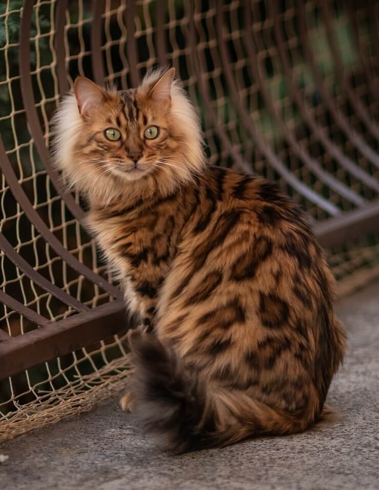 Un chat Bengal Cachemire reconnu par l'International Bengal Cat Society, affichant son apparence époustouflante.