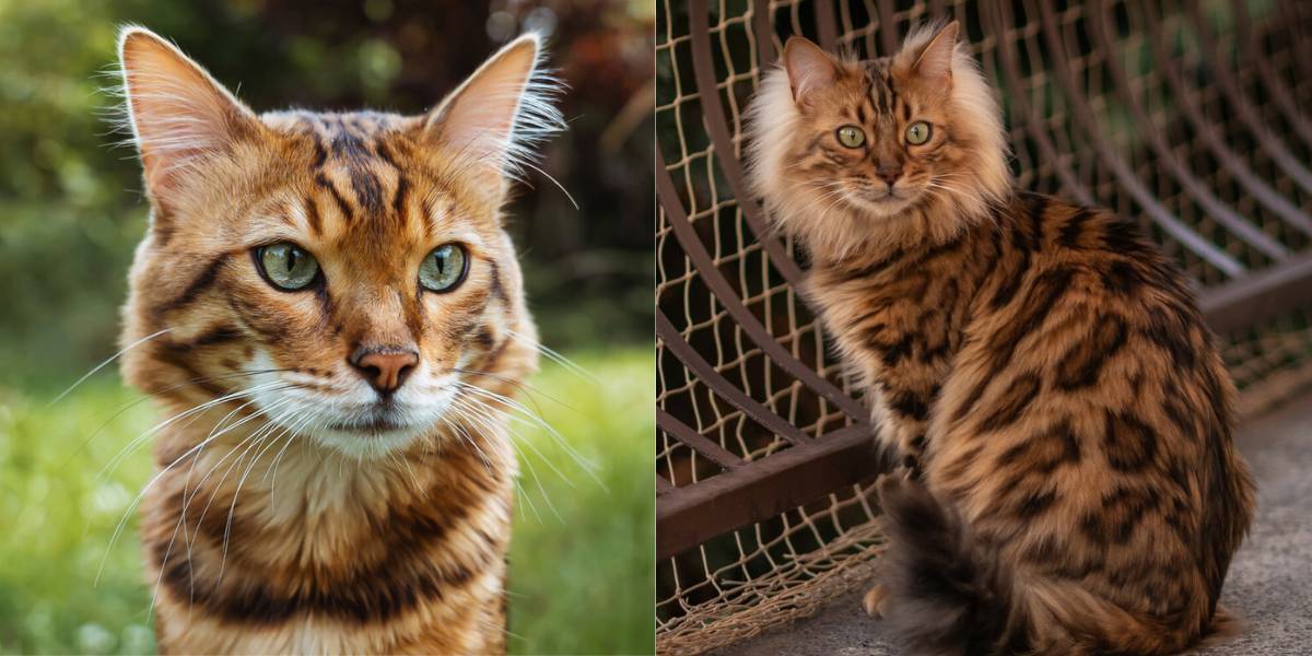 Une image vedette présentant la beauté et le caractère unique du pelage d'un chat Bengal Cachemire.