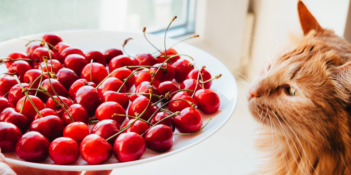 Image représentant un chat et une cerise, capturant l'interaction d'un félin avec une cerise