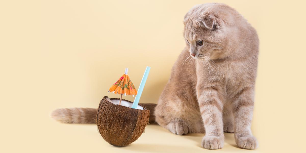 Image montrant un chat interagissant avec une noix de coco.