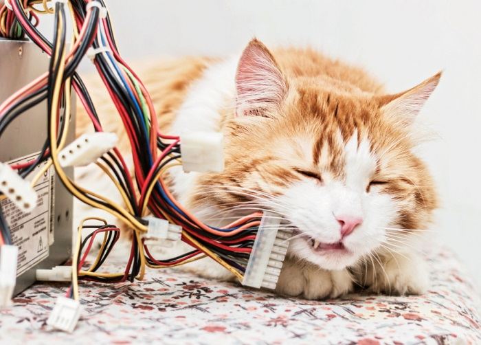 Chat qui mâche des câbles