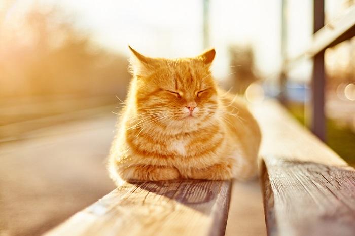 Image sereine d'un chat se prélassant dans la chaleur du soleil.