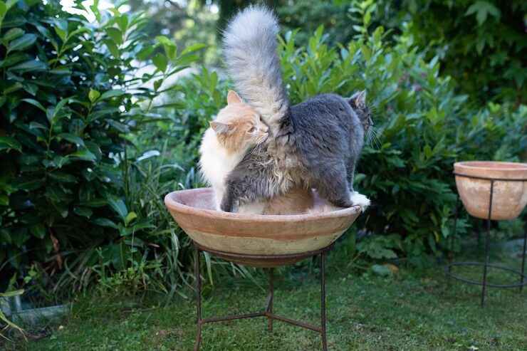 Une image représentant avec humour l'arrière-train d'un chat, appelé de manière ludique « derrière de chat ».