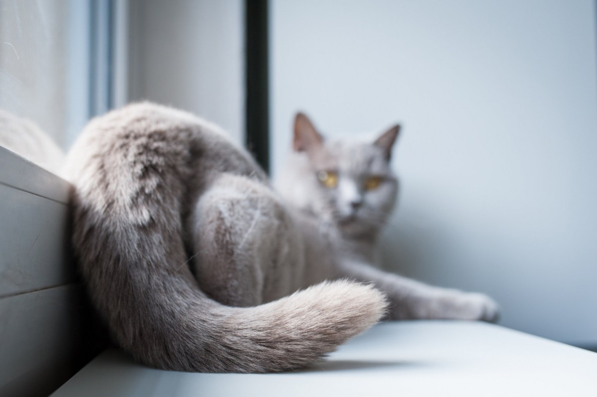 Un chat joueur avec son arrière-train en l'air, affichant une posture détendue et curieuse.