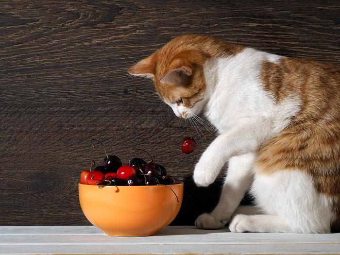 Image présentant un chat avec une cerise, soulignant l'interaction curieuse d'un félin avec la nourriture humaine