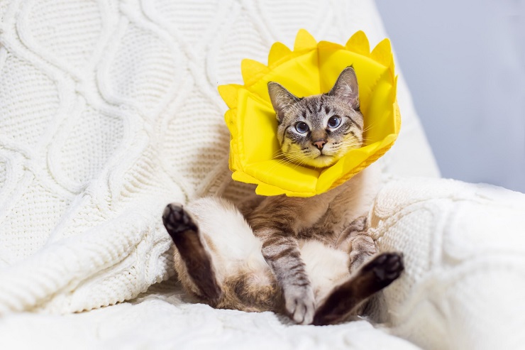 Un chat avec un collier à la mode avec un design accrocheur.