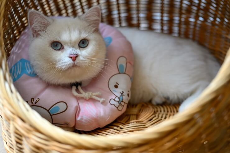 Un chat présentant un collier comme accessoire élégant.