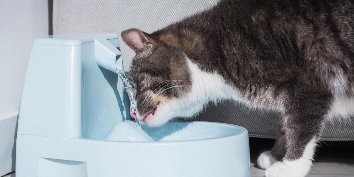 Image rafraîchissante d'un chat buvant de l'eau.