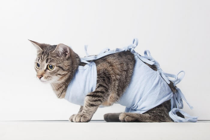 Un chat portant des vêtements ou un accessoire, affichant une tenue à la mode et adorable.