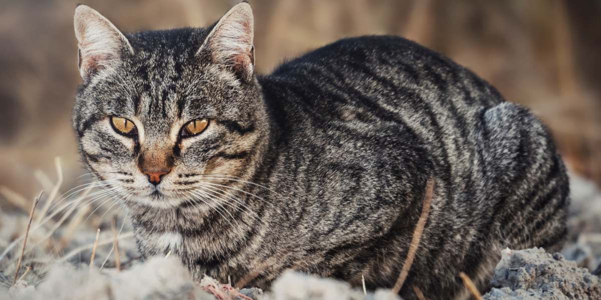 Une image d'un chat curieux explorant un environnement rempli de terre, affichant sa curiosité naturelle et sa nature ludique.