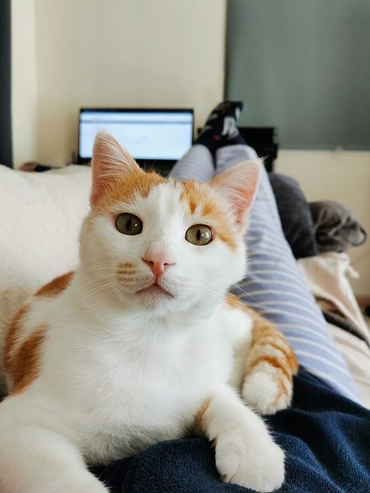 Un chat tigré orange content, allongé paisiblement sur la poitrine d'une personne, profitant d'un moment de chaleur et de compagnie.