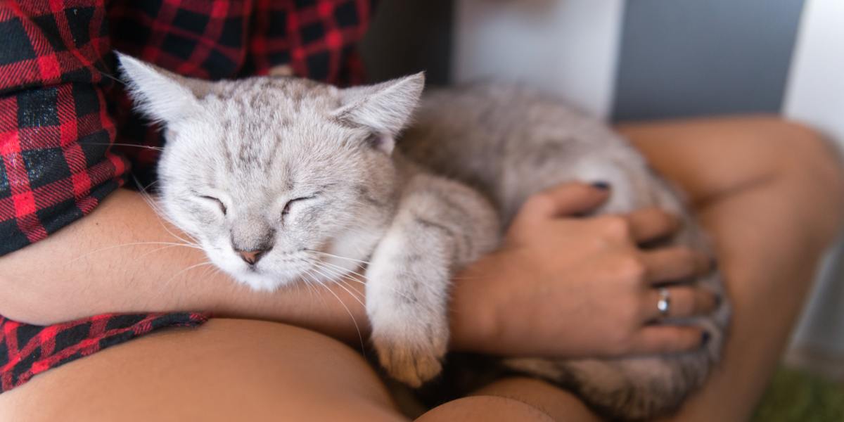 Un moment réconfortant entre un chat et un humain, alors qu'ils partagent une interaction affectueuse et une compagnie.