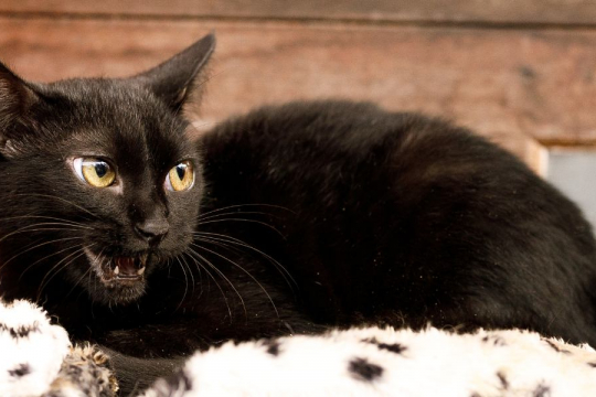 6 raisons pour lesquelles votre chat fait des bruits étranges la nuit.