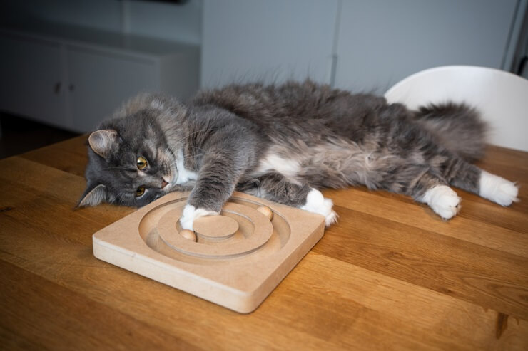 Chat énergique jouant joyeusement sur une table, démontrant son agilité et son enthousiasme à explorer son environnement.