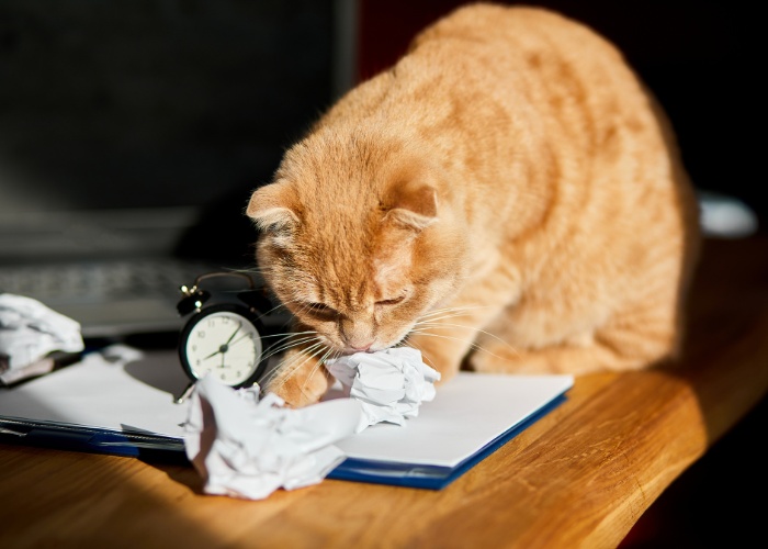 L'image représente un chat joueur qui s'intéresse à une feuille de papier.