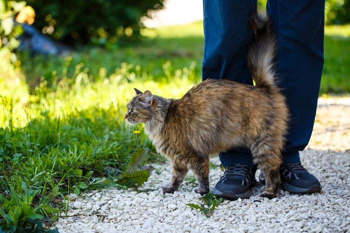 Chat se frottant contre une surface ou un objet