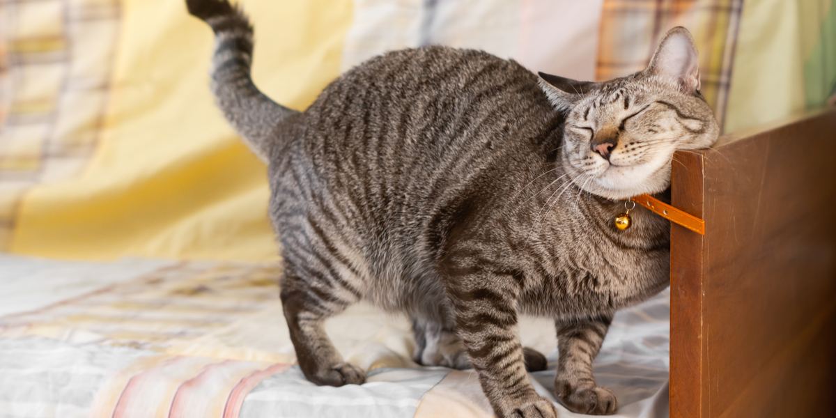 Chat se frottant contre une personne ou un objet