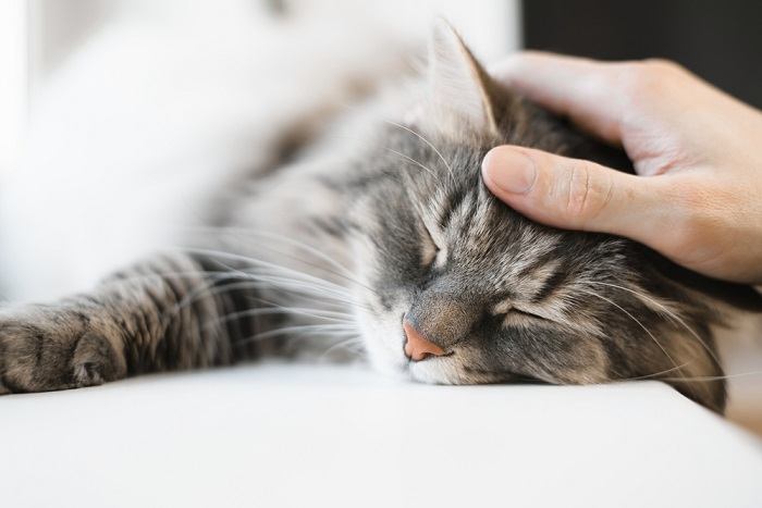 L'image capture un chat paisiblement endormi, mettant en valeur sa capacité à trouver du réconfort et de la détente dans son environnement.