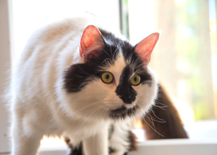 Chat qui regarde avec curiosité ou étrangeté.