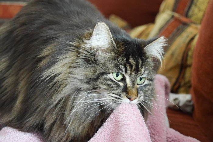 Un chat curieux est capturé en train de sucer doucement une couverture, présentant un comportement souvent associé au confort et à la sécurité.