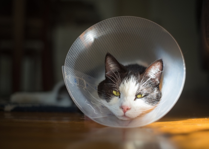 Un chat portant un collier de récupération traditionnel en forme de cône, souvent utilisé après des interventions médicales ou des interventions chirurgicales.