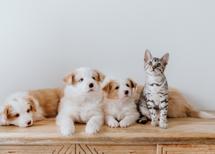 Image inclusive représentant un chat coexistant confortablement avec un groupe de chiens.