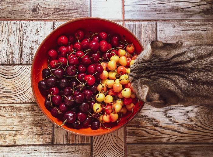 Image représentant un chat près d'un bol de cerises