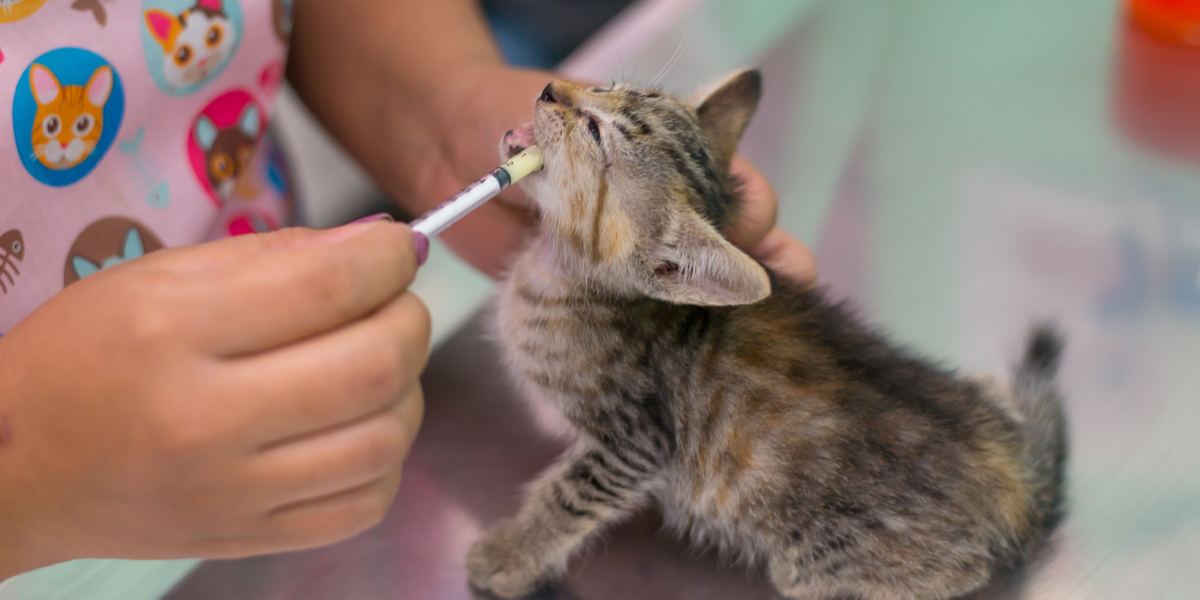 vermifuger le chaton