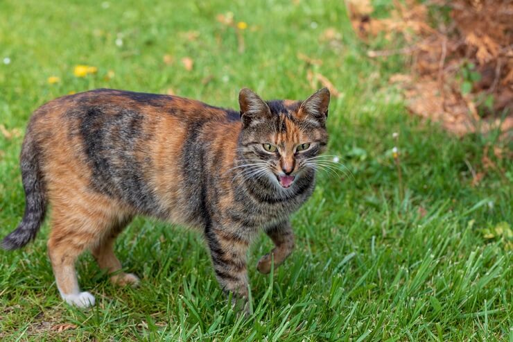 Photographie montrant un chat faisant semblant de boiter de manière ludique, mettant en valeur ses pitreries intelligentes et amusantes pour rechercher l'attention et l'interaction.