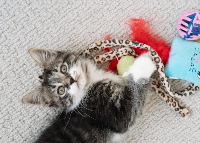 Jeune chaton jouant avec enthousiasme avec un jouet coloré.