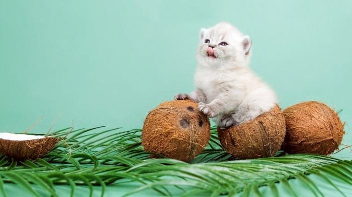 Image capturant une interaction mignonne entre un chat et une noix de coco