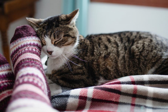 Les chats savent-ils quand leurs humains sont malades ?