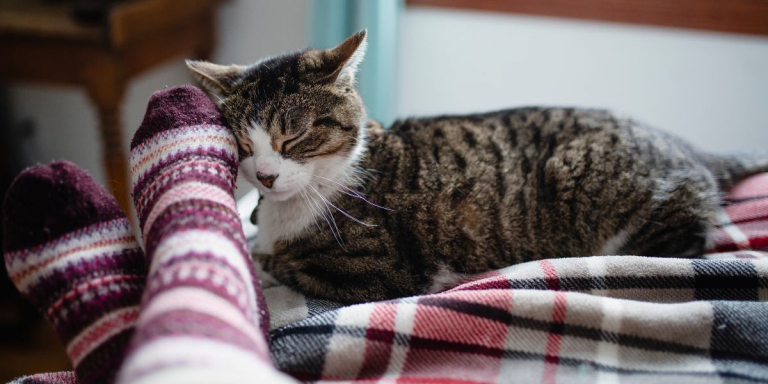 Les chats savent-ils quand leurs humains sont malades ?