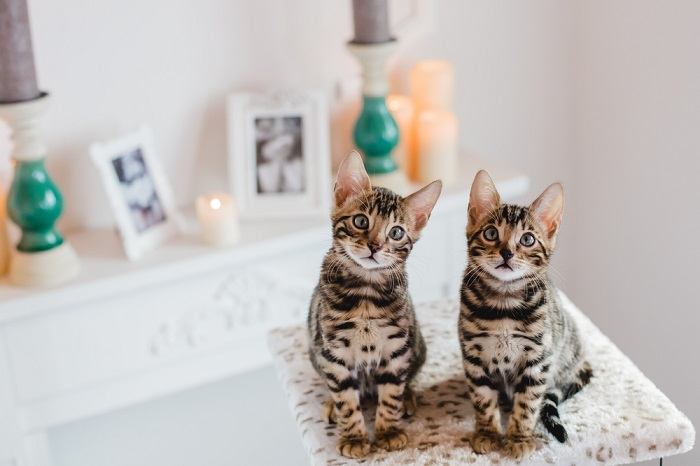 Chaton à motif léopard, mettant en valeur sa nature sauvage et ludique.