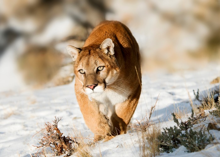 Instantané capturant un puma au milieu d'un moment de chasse, démontrant la nature féroce et déterminée de ce prédateur au sommet de la chaîne alimentaire.