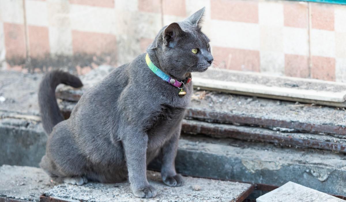 Chat qui urine