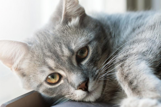 7 façons subtiles d'offenser votre chat.