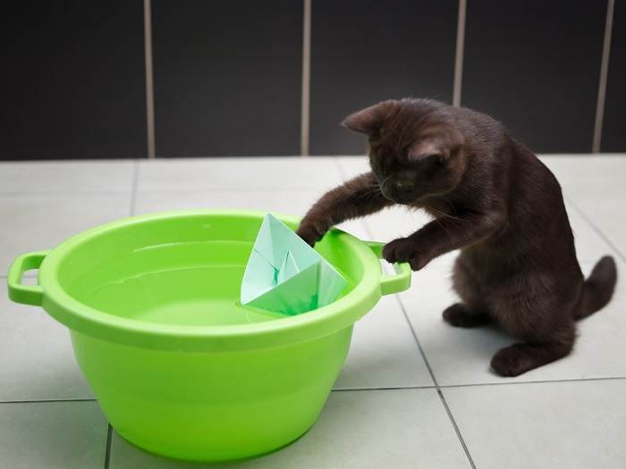 chat jouant au bateau en papier placé dans le bol d'eau