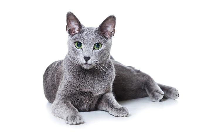 Image d'un chat bleu russe, connu pour son magnifique pelage gris-bleu et ses yeux verts saisissants, assis royalement et dégageant un air d'élégance et de sophistication.