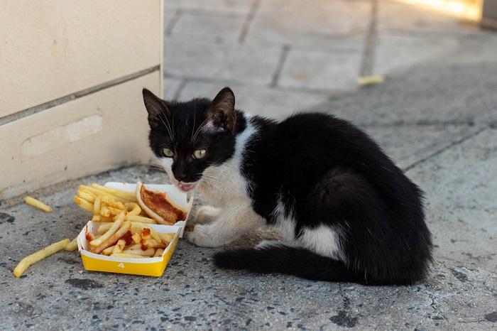 Image représentant un chaton errant mangeant des frites, soulignant les circonstances difficiles auxquelles sont confrontés certains animaux errants et l'importance de soins et d'une nutrition responsables pour tous les chats