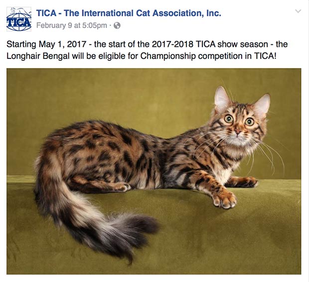 La TICA (The International Cat Association) a reconnu les chats Bengal à poils longs, mettant en valeur leur apparence unique et magnifique.