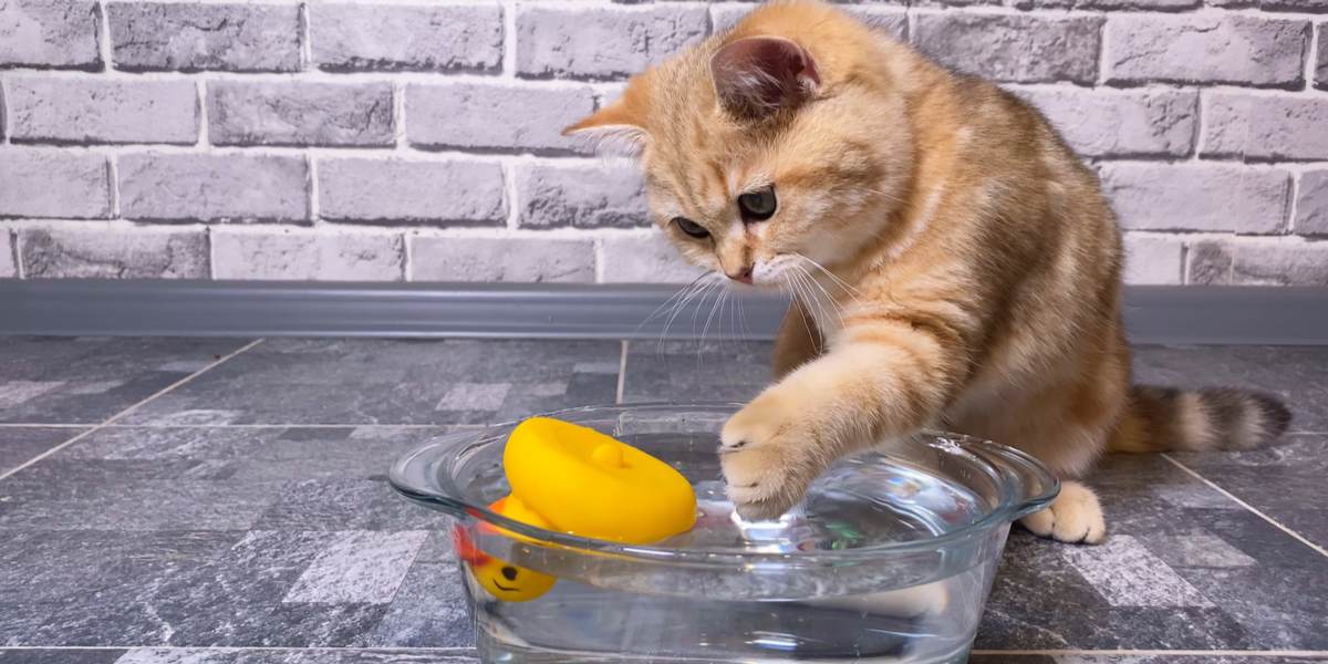 chat jouant avec un jouet placé dans le bol d'eau