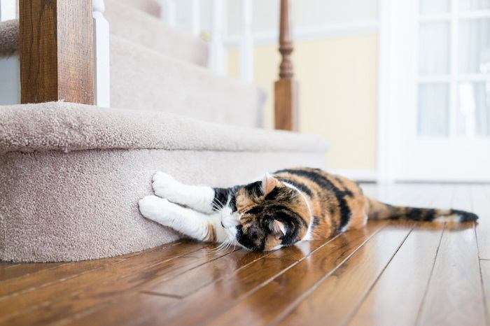 Dévoiler les motivations derrière le comportement de grattage des chats, mettant en lumière leurs instincts naturels.