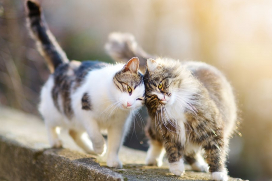 10 signes que votre chat veut un autre chat.