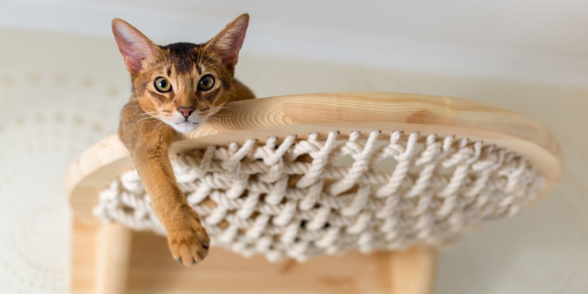 Gros plan d'un chat abyssin sur des escaliers en bois, capturant son esprit curieux et aventureux