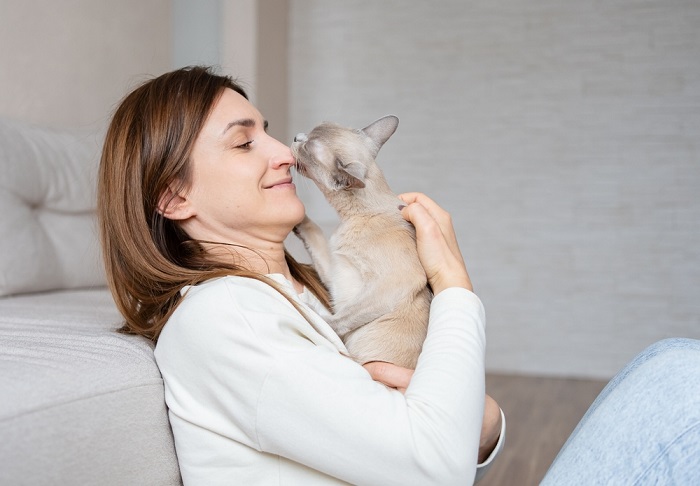 Moment adorable d'un chat montrant de l'affection à son propriétaire, en le caressant et en le câlinant.