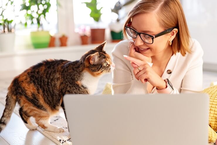 Un chat curieux et alerte, avec ses oreilles dressées et ses yeux concentrés, recherchant avidement l'attention et l'interaction.